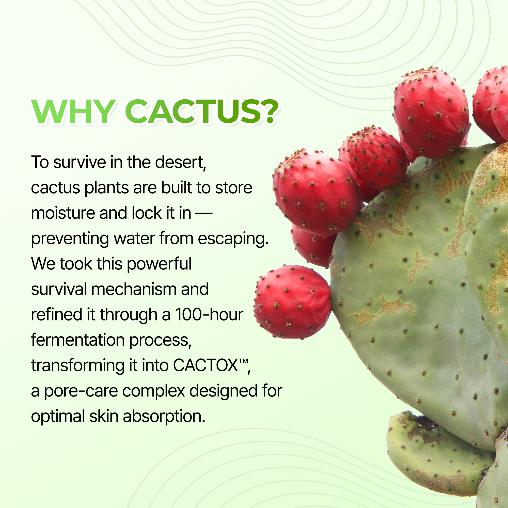 Cactox 3-Step Nose Mask Pack